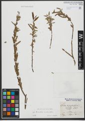 Foto von Salix triandra L. x Salix viminalis L.